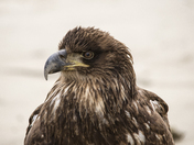 Immature Bald Eagle