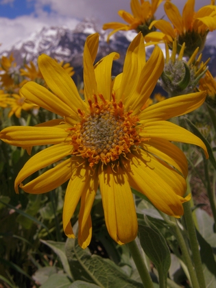 Grand Teton National Park