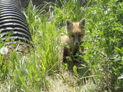 Baby Foxes