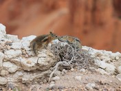 Cedar Breaks National Monument