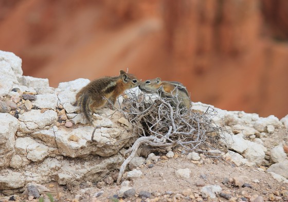 Cedar Breaks National Monument