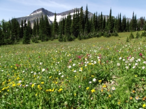 Glacier National Park 