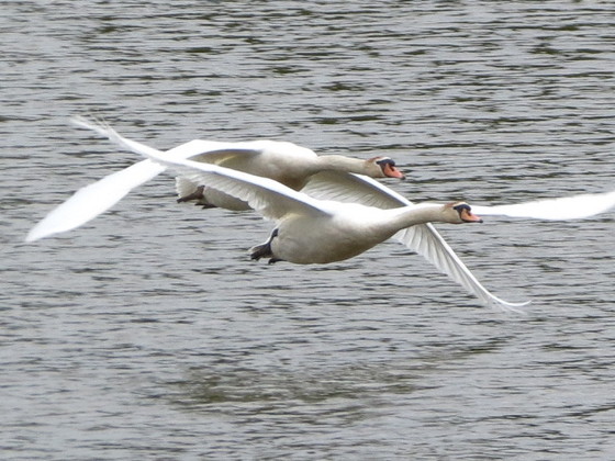 John Heinz wildlife refuge