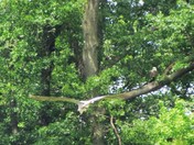 John Heinz wildlife refuge