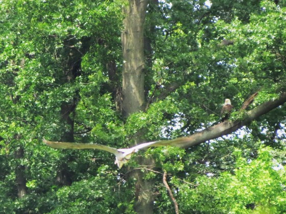 John Heinz wildlife refuge