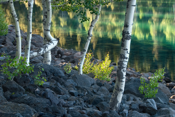 Lassen National Forest