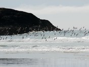 Incinerator Rock, Birds taking flight
