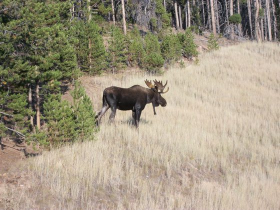 Shoshone National Forest