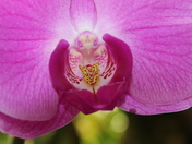 Orchid in close