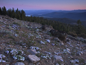 Tahoe National Forest