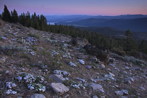 Tahoe National Forest