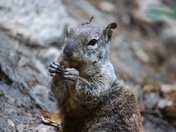 Yosemite