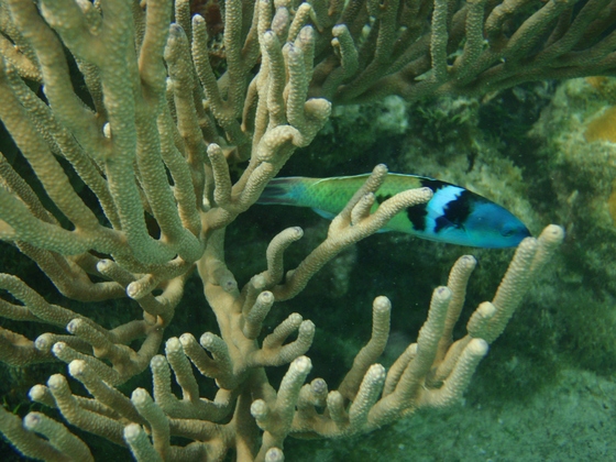 Dry Tortugas National Park