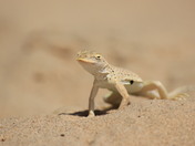 Mojave National Preserve