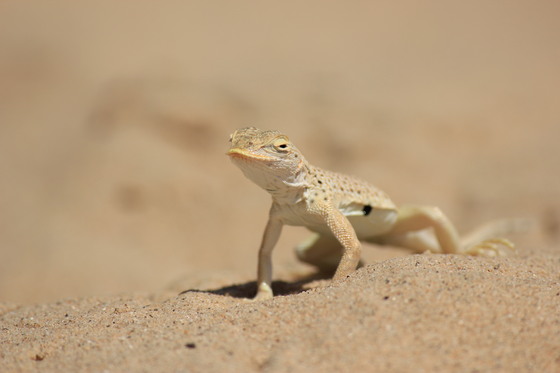 Mojave National Preserve