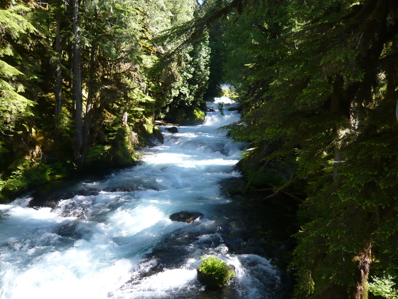 Willamette National Forest