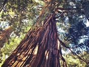Angeles National Forest