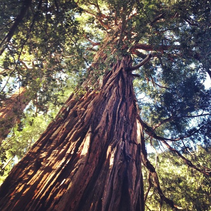 Angeles National Forest