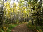 Fort McMurray Autumn on the Trails
