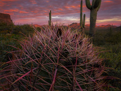 Tonto National Forest 