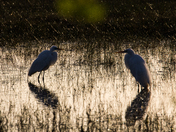 Bosque del Apache National Wildlife Refuge