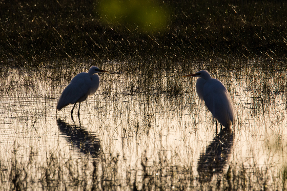 Bosque del Apache National Wildlife Refuge