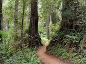 Redwood National Park