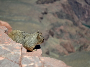 Grand Canyon National Park