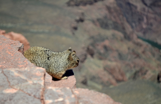 Grand Canyon National Park