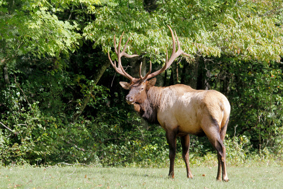 Great Smoky Mountains National Park