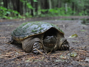 Snapping Turtle