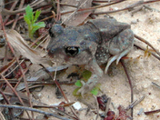 Ocala National Forest