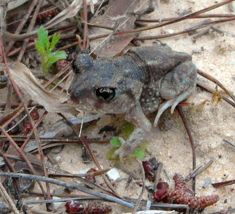 Ocala National Forest