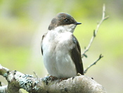 Tree Swallow
