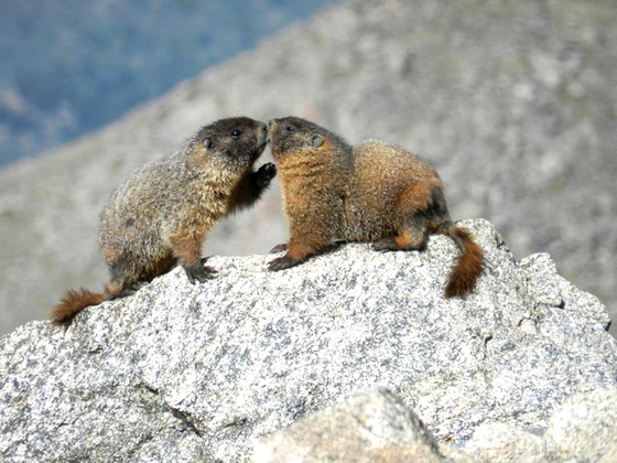 Mount Evans