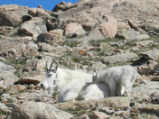 Mount Evans