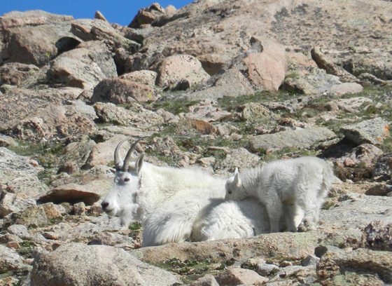 Mount Evans