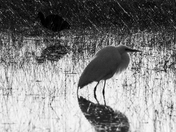 Bosque del Apache National Wildlife Refuge