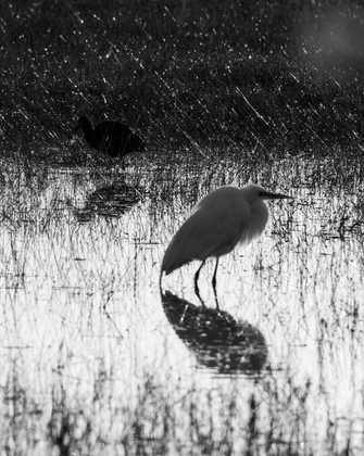 Bosque del Apache National Wildlife Refuge