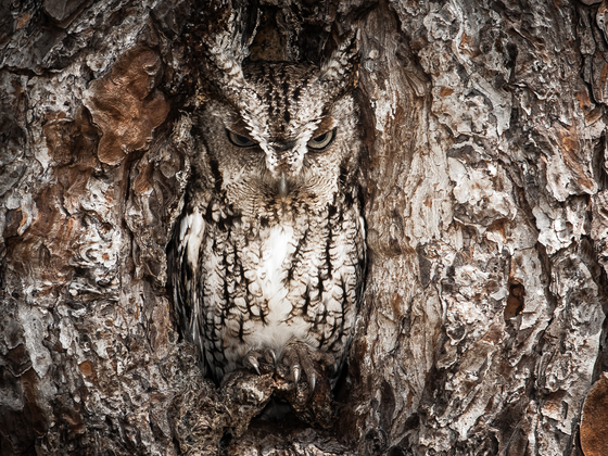 Okefenokee National Wildlife Refuge