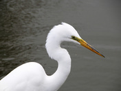 IRWD San Joaquin Marsh & Wildlife Sanctuary