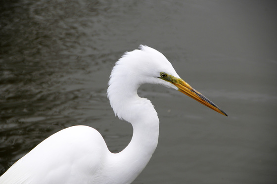 IRWD San Joaquin Marsh & Wildlife Sanctuary