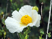 IRWD San Joaquin Marsh & Wildlife Sanctuary