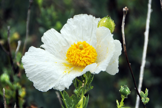 IRWD San Joaquin Marsh & Wildlife Sanctuary