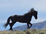 Pryor Mountain HMA