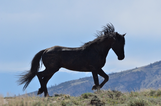 Pryor Mountain HMA