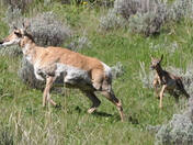 Yellowstone National Park
