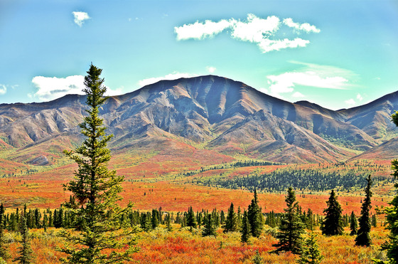 Denali National Park