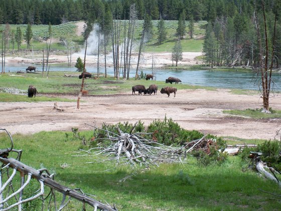 Yellowstone National Park