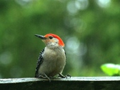 Red Bellied Woodpecker